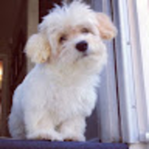 Meet your Posher, Emily - Picture 1 of 1